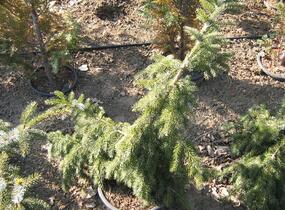 Smrk ztepilý 'Rothenhaus' - Picea abies 'Rothenhaus'