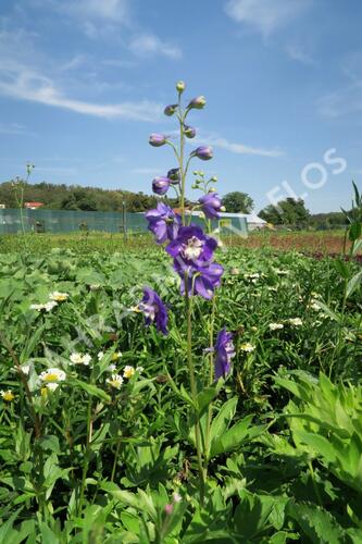 Ostrožka 'Jupiter Purple' - Delphinium x cultorum 'Jupiter Purple'