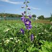 Ostrožka 'Jupiter Purple' - Delphinium x cultorum 'Jupiter Purple'