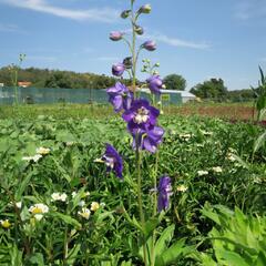 Ostrožka 'Jupiter Purple' - Delphinium x cultorum 'Jupiter Purple'