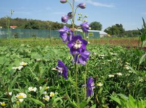 Ostrožka 'Jupiter Purple' - Delphinium x cultorum 'Jupiter Purple'