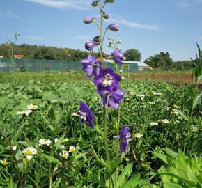 Ostrožka 'Jupiter Purple' - Delphinium x cultorum 'Jupiter Purple'