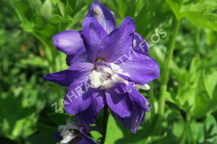Ostrožka 'Jupiter Purple' - Delphinium x cultorum 'Jupiter Purple'