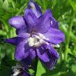 Ostrožka 'Jupiter Purple' - Delphinium x cultorum 'Jupiter Purple'
