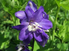 Ostrožka 'Jupiter Purple' - Delphinium x cultorum 'Jupiter Purple'