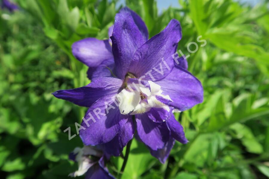 Ostrožka 'Jupiter Purple' - Delphinium x cultorum 'Jupiter Purple'
