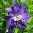 Ostrožka 'Jupiter Purple' - Delphinium x cultorum 'Jupiter Purple'