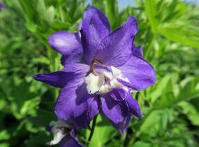 Ostrožka 'Jupiter Purple' - Delphinium x cultorum 'Jupiter Purple'