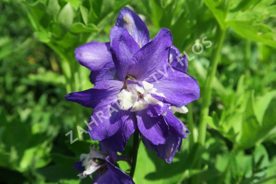 Ostrožka 'Jupiter Purple' - Delphinium x cult. 'Jupiter Purple'