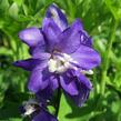 Ostrožka 'Jupiter Purple' - Delphinium x cultorum 'Jupiter Purple'