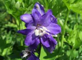 Ostrožka 'Jupiter Purple' - Delphinium x cultorum 'Jupiter Purple'