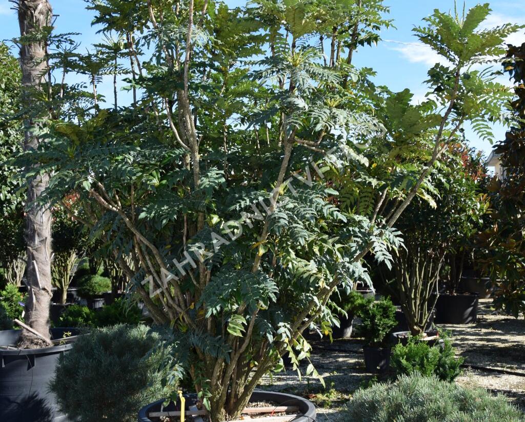 Mahonie střední 'Charity' - Mahonia media 'Charity'