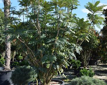 Mahonie střední 'Charity'