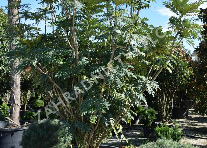 Mahonie střední 'Charity' - Mahonia media 'Charity'