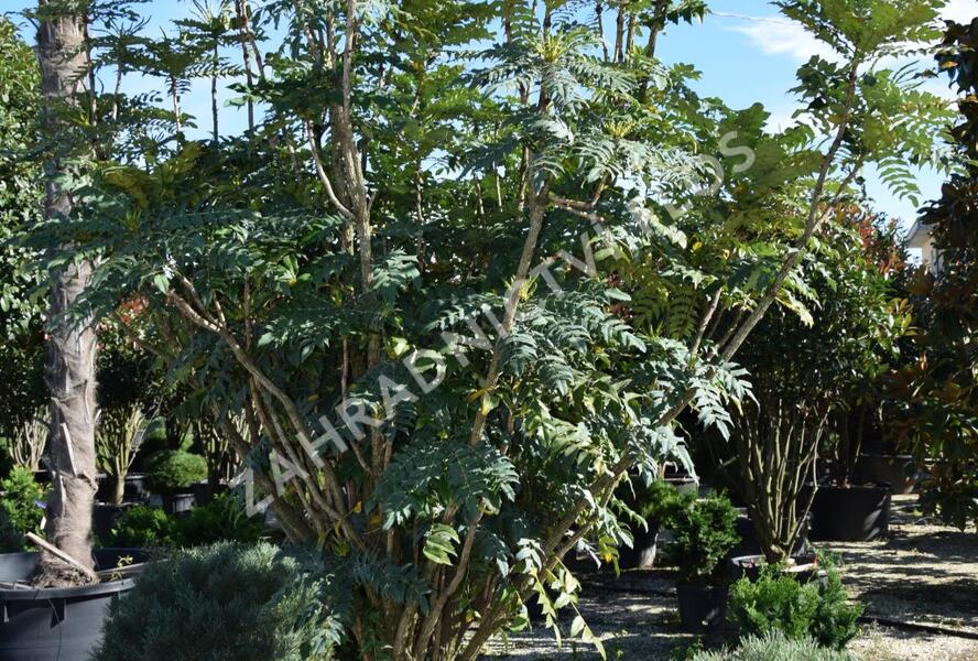 Mahonie střední 'Charity' - Mahonia media 'Charity'