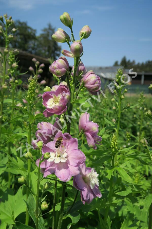 Ostrožka 'Jupiter Pink' - Delphinium x cultorum 'Jupiter Pink'