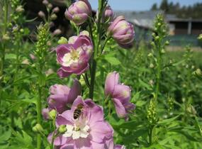 Ostrožka 'Jupiter Pink' - Delphinium x cultorum 'Jupiter Pink'
