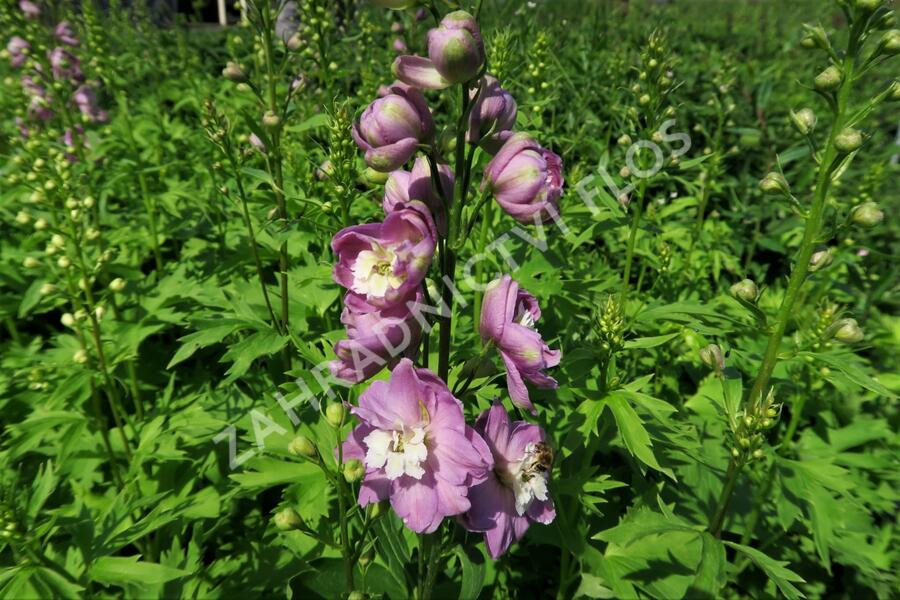 Ostrožka 'Jupiter Pink' - Delphinium x cultorum 'Jupiter Pink'