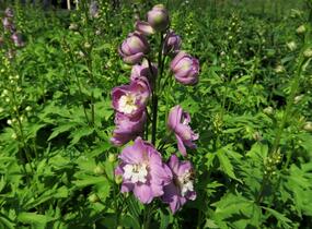 Ostrožka 'Jupiter Pink' - Delphinium x cultorum 'Jupiter Pink'
