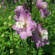 Ostrožka 'Jupiter Pink' - Delphinium x cultorum 'Jupiter Pink'