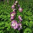 Ostrožka 'Jupiter Pink' - Delphinium x cultorum 'Jupiter Pink'