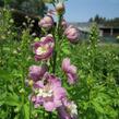 Ostrožka 'Jupiter Pink' - Delphinium x cultorum 'Jupiter Pink'