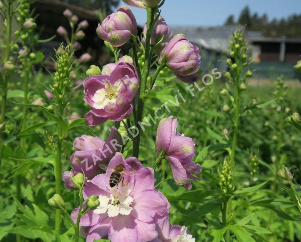 Ostrožka 'Jupiter Pink' - Delphinium x cultorum 'Jupiter Pink'