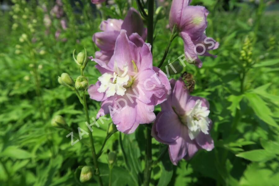 Ostrožka 'Jupiter Pink' - Delphinium x cultorum 'Jupiter Pink'