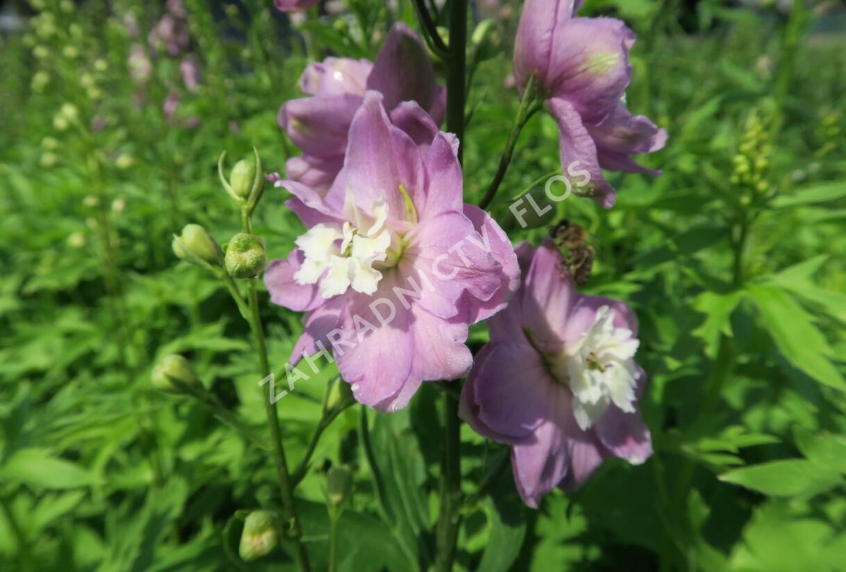 Ostrožka 'Jupiter Pink' - Delphinium x cultorum 'Jupiter Pink'