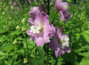 Ostrožka 'Jupiter Pink' - Delphinium x cultorum 'Jupiter Pink'
