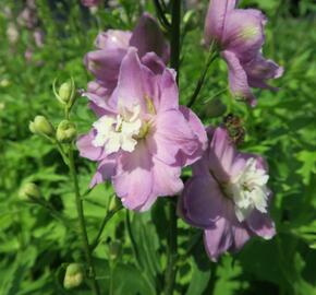 Ostrožka 'Jupiter Pink' - Delphinium x cultorum 'Jupiter Pink'