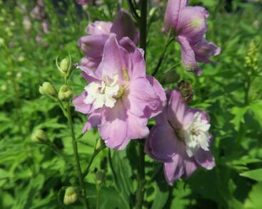 Ostrožka 'Jupiter Pink'