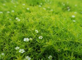 Úrazník 'Moss Lime' - Sagina subulata 'Moss Lime'