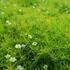 uraznik-moss-lime.jpg
