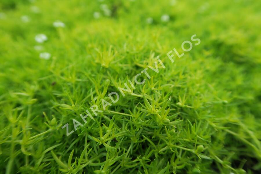Úrazník 'Moss Lime' - Sagina subulata 'Moss Lime'