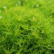 Úrazník 'Moss Lime' - Sagina subulata 'Moss Lime'