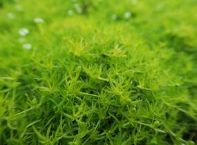 Úrazník 'Moss Lime' - Sagina subulata 'Moss Lime'