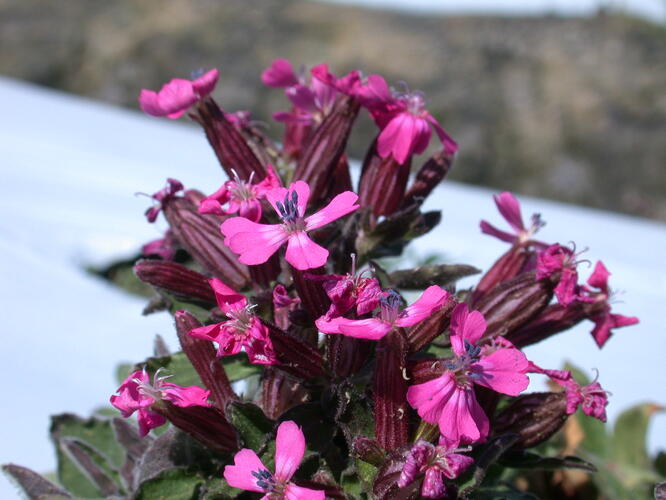 Silenka převislá 'Celina' - Silene pendula 'Celina'