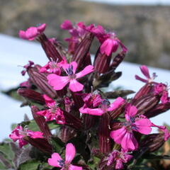 Silenka převislá 'Celina' - Silene pendula 'Celina'