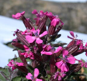 Silenka převislá 'Celina' - Silene pendula 'Celina'