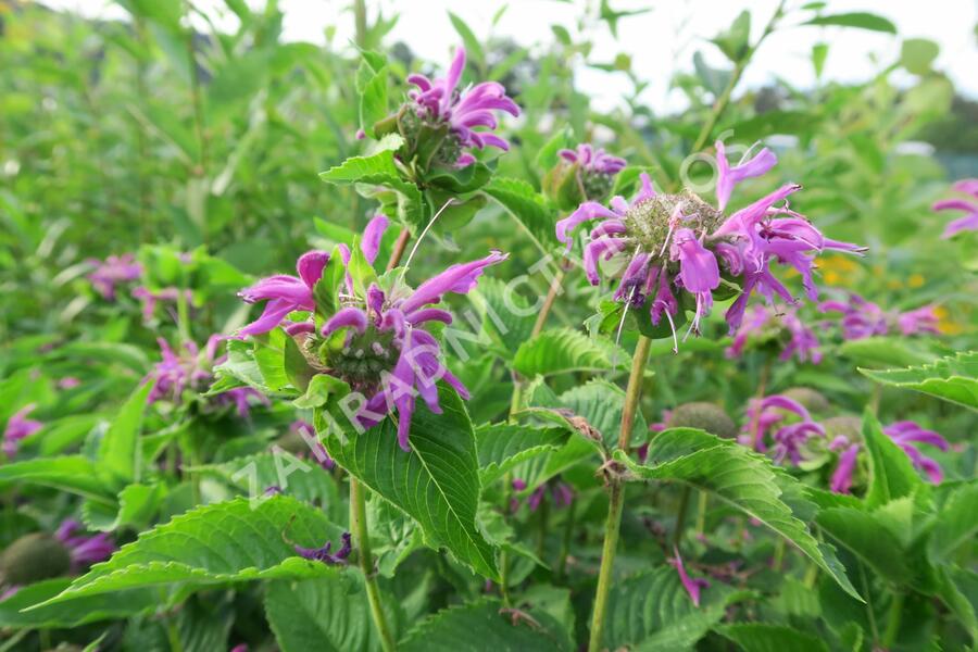 Zavinutka podvojná 'Knight Violet' - Monarda didyma 'Knight Violet'