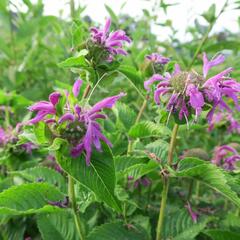 Zavinutka podvojná 'Knight Violet' - Monarda didyma 'Knight Violet'