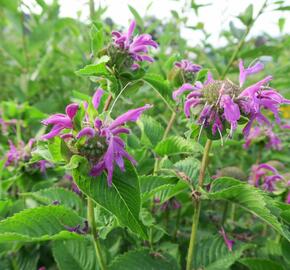 Zavinutka podvojná 'Knight Violet' - Monarda didyma 'Knight Violet'