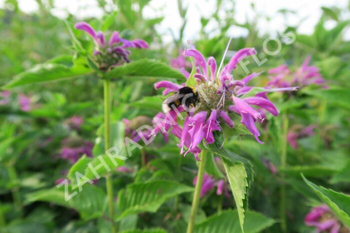 Zavinutka podvojná 'Knight Violet' - Monarda didyma 'Knight Violet'