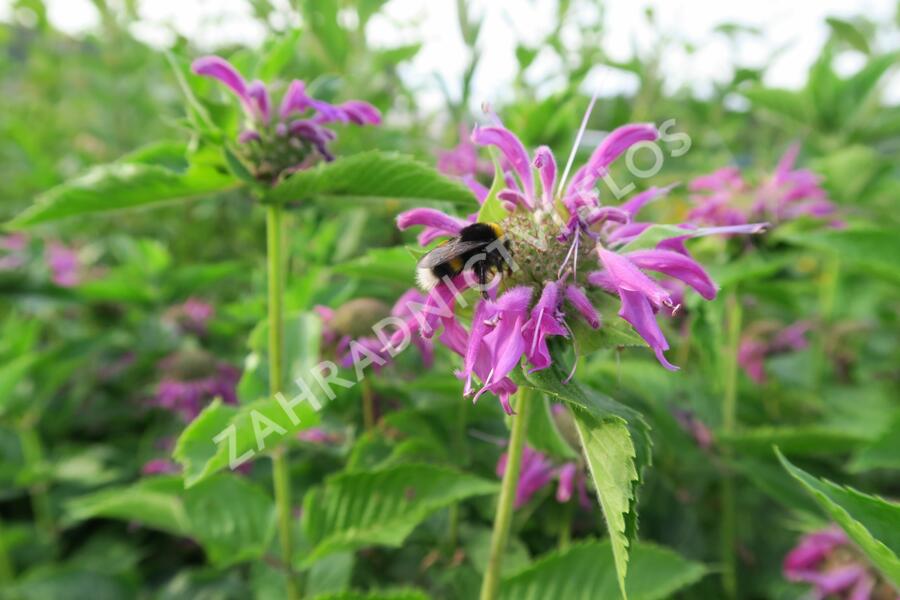 Zavinutka podvojná 'Knight Violet' - Monarda didyma 'Knight Violet'