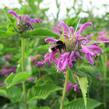 Zavinutka podvojná 'Knight Violet' - Monarda didyma 'Knight Violet'