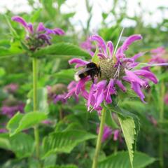 Zavinutka podvojná 'Knight Violet' - Monarda didyma 'Knight Violet'