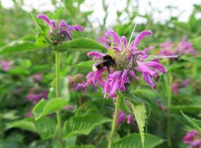 Zavinutka podvojná 'Knight Violet' - Monarda didyma 'Knight Violet'
