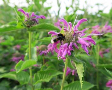 Zavinutka podvojná 'Knight Violet'
