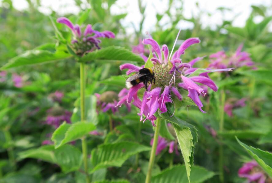 Zavinutka podvojná 'Knight Violet' - Monarda didyma 'Knight Violet'